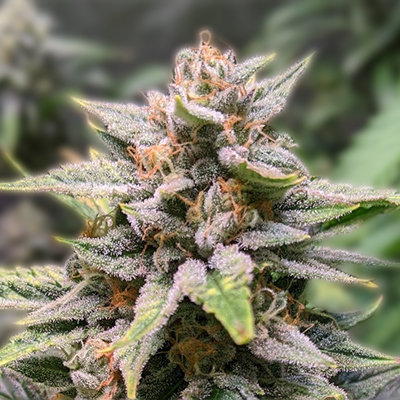 The Ultimate Guide to Cannabis Seeds Delaware The Ultimate Guide to Cannabis Seeds Delaware